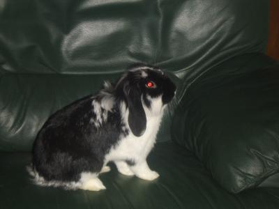 Maurice